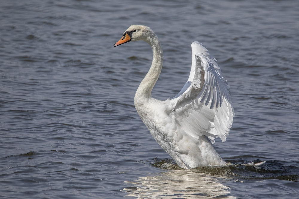 Ein weißer Schwan schlägt mit den Flügeln im Wasser