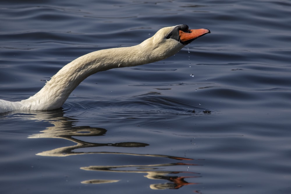 a white swan is swimming in the water