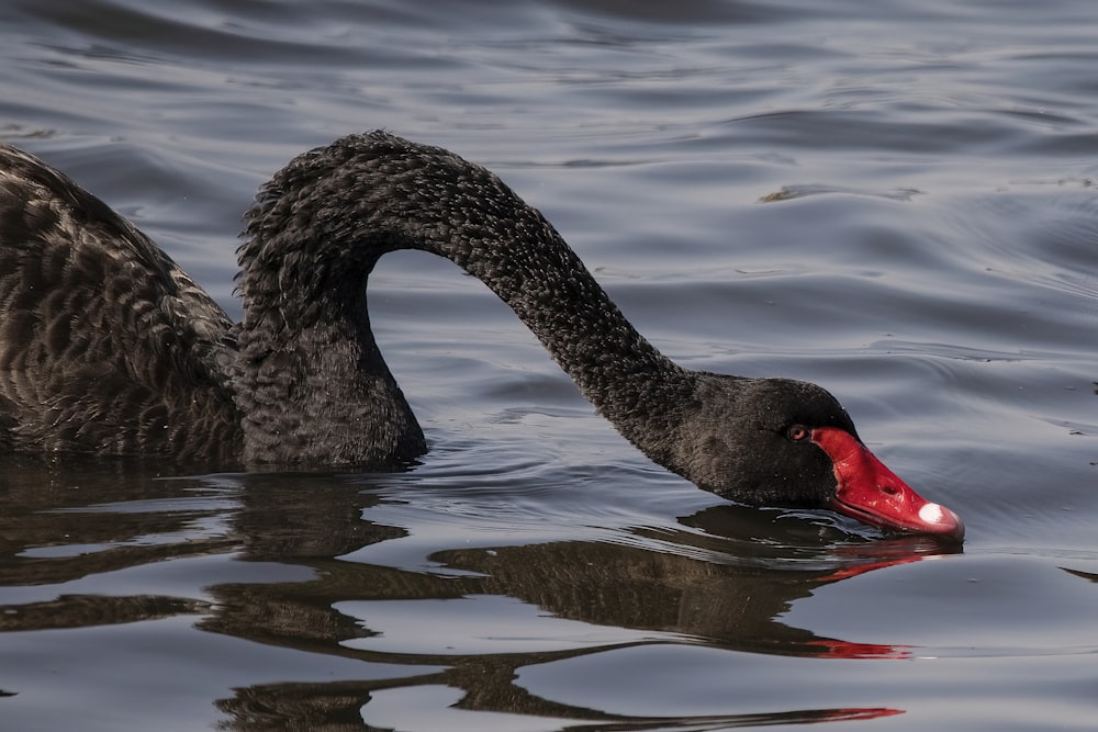 Ein schwarzer Schwan schwimmt im Wasser