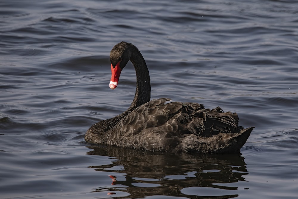 a black swan floating on top of a body of water