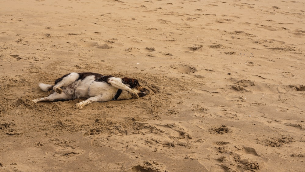 a dog laying in the sand on a beach