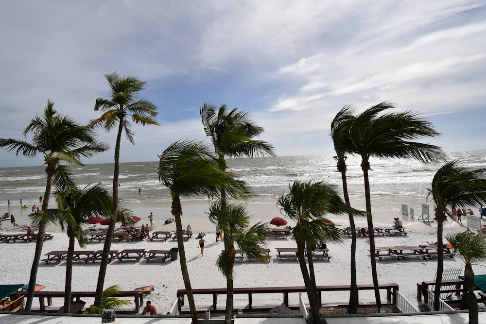 a view of a beach with palm trees