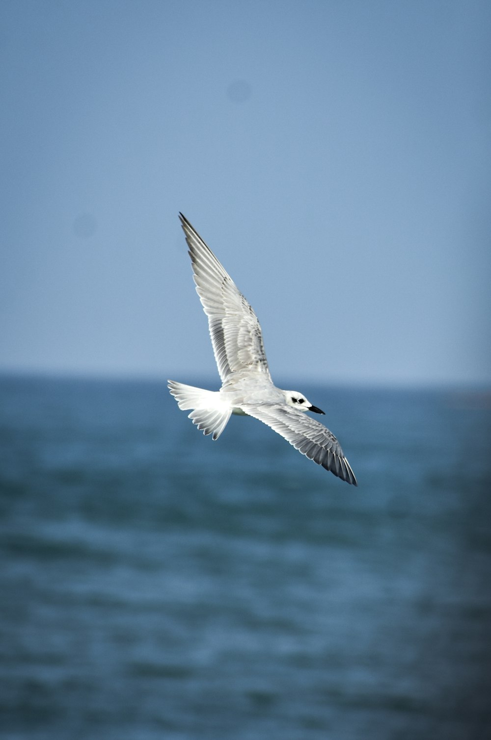 a seagull flying over a body of water