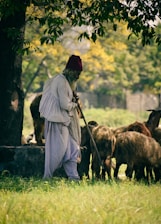 A person dressed in traditional clothing with a red cap is standing alongside a flock of sheep in a grassy area under a large tree. The background features a blurred mix of green and yellow foliage, indicating a rural, pastoral setting.