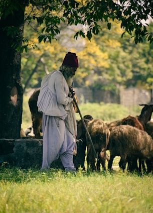 A person dressed in traditional clothing with a red cap is standing alongside a flock of sheep in a grassy area under a large tree. The background features a blurred mix of green and yellow foliage, indicating a rural, pastoral setting.