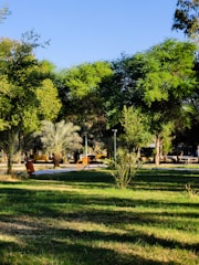 A lush green park setting with vibrant trees and a well-maintained lawn. A pathway winds through the park, accompanied by a few benches for seating. The lighting suggests a sunny day, casting shadows of the trees onto the grass.