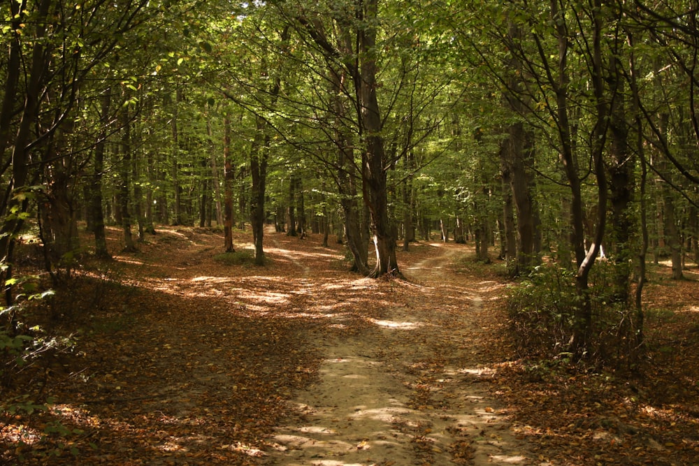 a dirt path in the middle of a forest