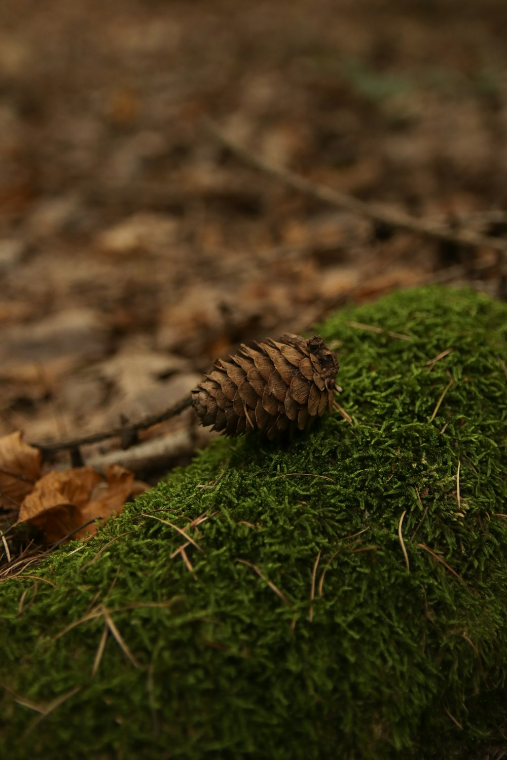 a pine cone sitting on top of a moss covered ground