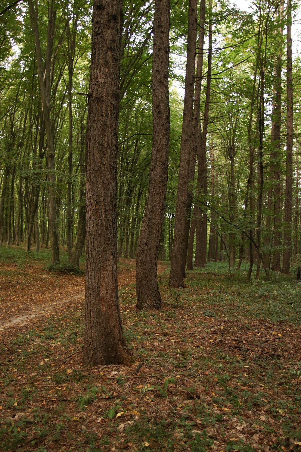 a path through a forest with lots of trees