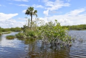 Scenic view of the Ciénaga de Mallorquín wetlands with lush greenery and calm water.