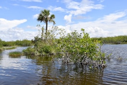 Scenic view of the Ciénaga de Mallorquín wetlands with lush greenery and calm water.