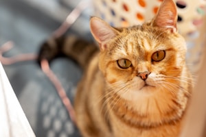 Tabby Oyen