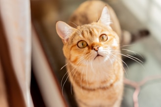A light brown and cream colored cat with bright amber eyes gazes upward with a curious expression. Its fur appears soft and well-groomed, and its whiskers are prominently visible. The lighting highlights the cat's features, creating a warm and inviting atmosphere.