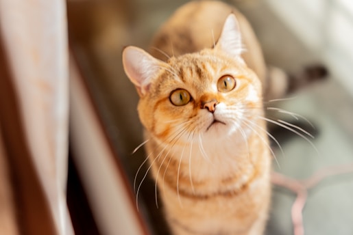 A light brown and cream colored cat with bright amber eyes gazes upward with a curious expression. Its fur appears soft and well-groomed, and its whiskers are prominently visible. The lighting highlights the cat's features, creating a warm and inviting atmosphere.