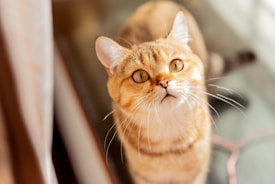 A light brown and cream colored cat with bright amber eyes gazes upward with a curious expression. Its fur appears soft and well-groomed, and its whiskers are prominently visible. The lighting highlights the cat's features, creating a warm and inviting atmosphere.