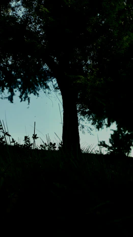 A peaceful nature scene symbolizing growth and grounding, like hands planting a young tree.