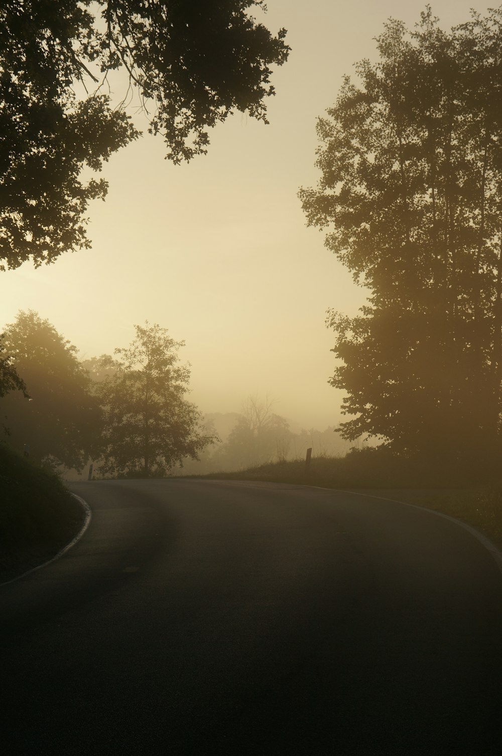 a foggy road with trees on both sides