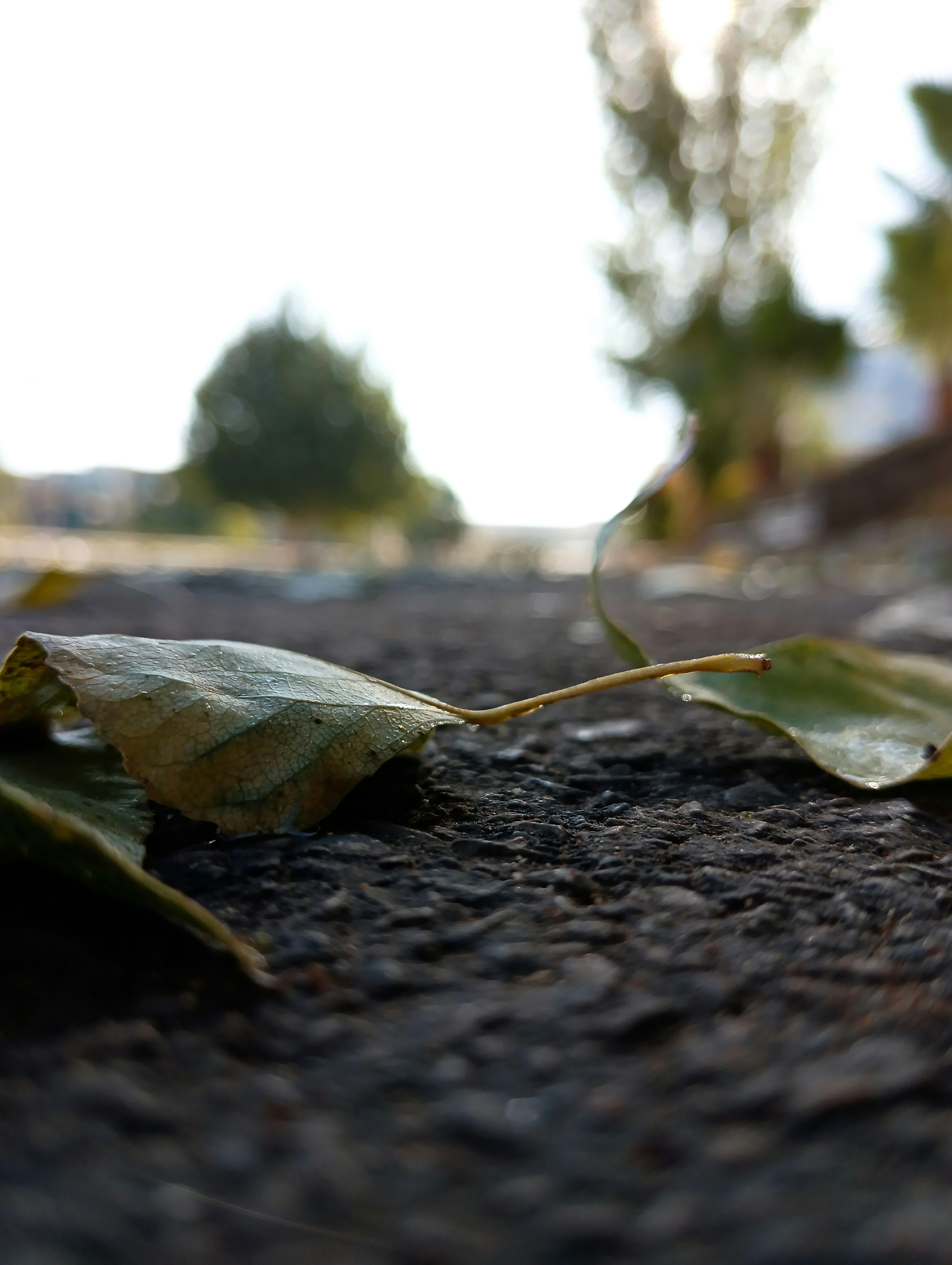 a close up of a leaf laying on the ground
