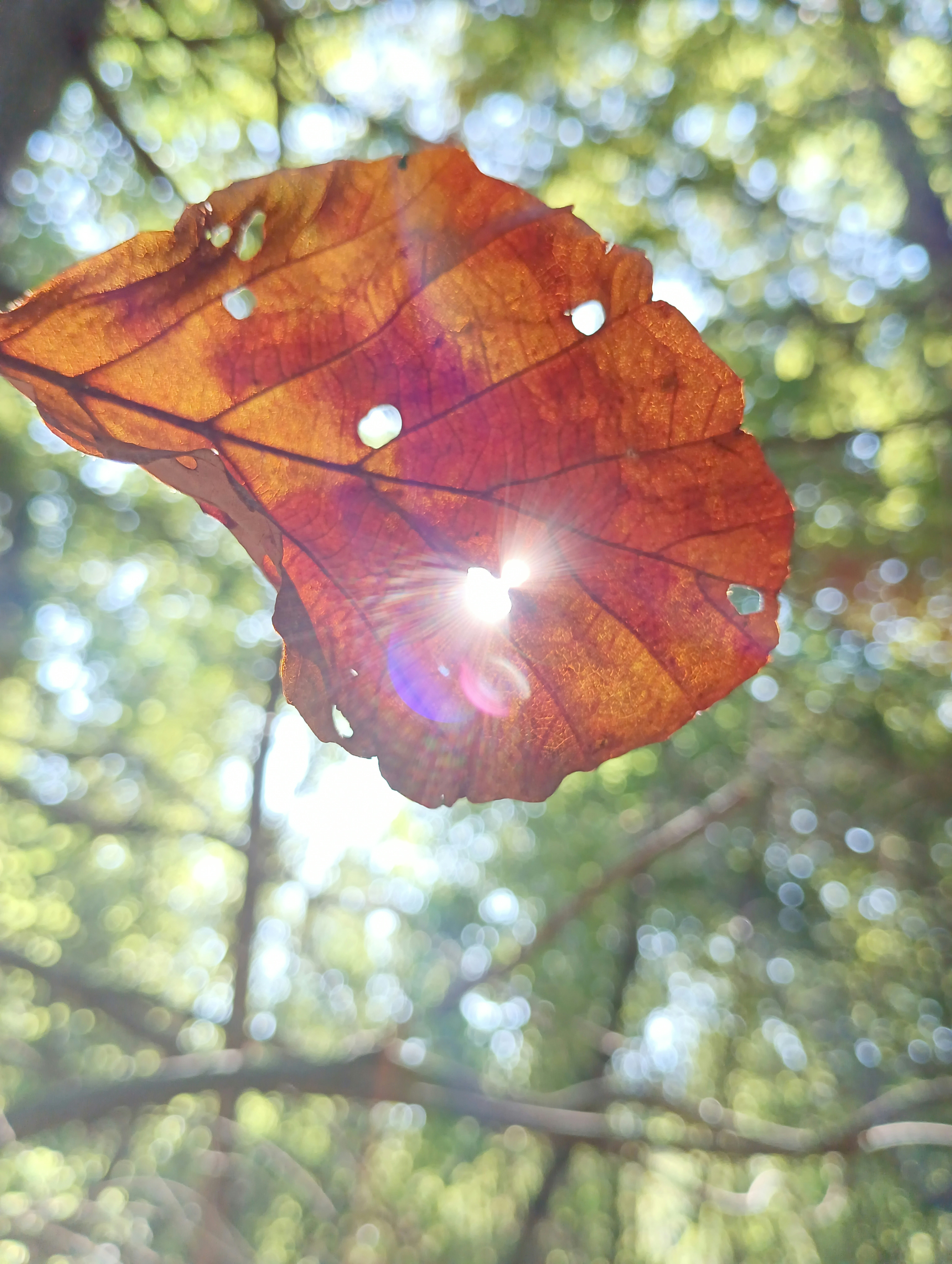 a leaf that is hanging from a tree