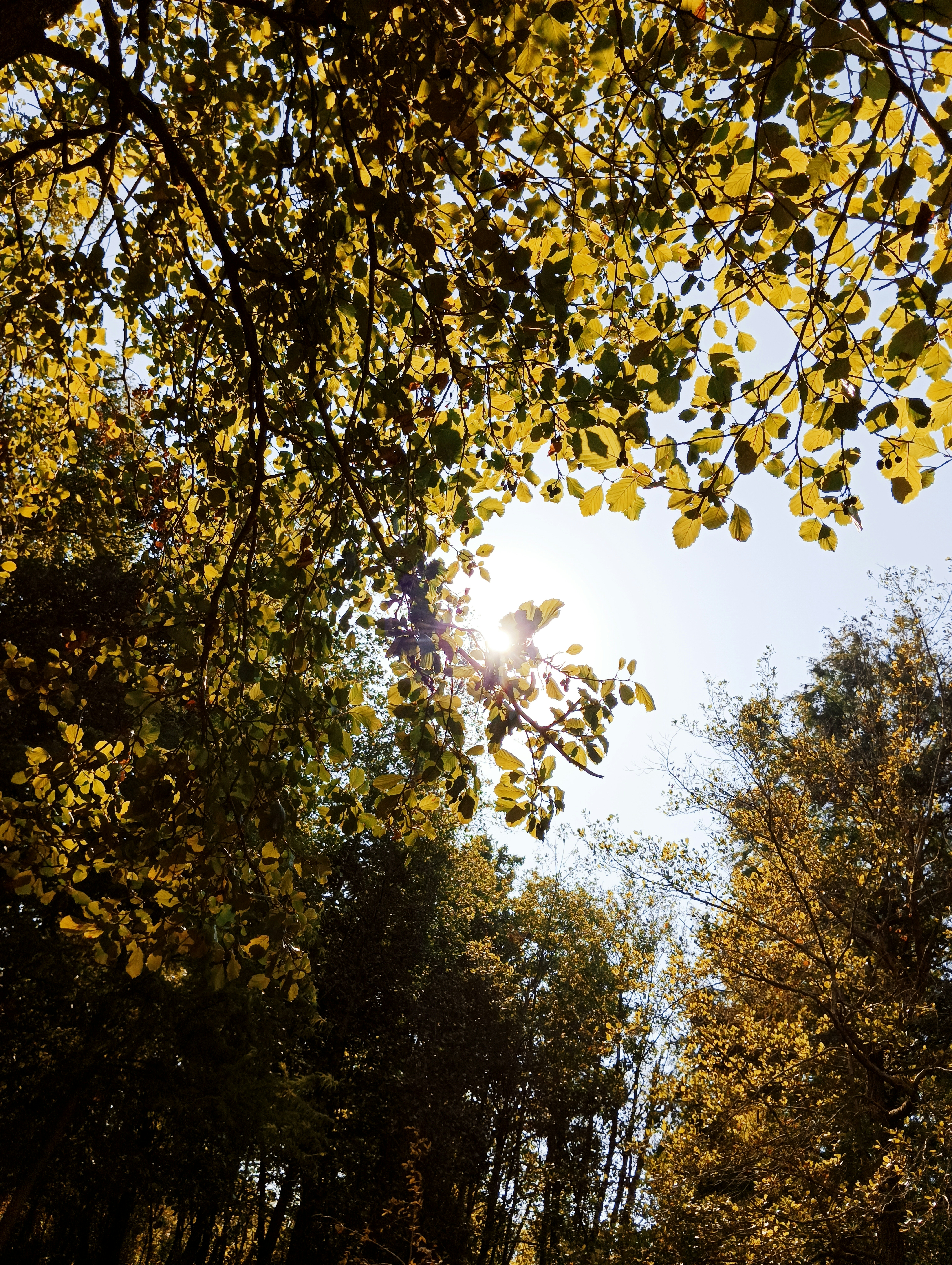 the sun shines through the leaves of a tree