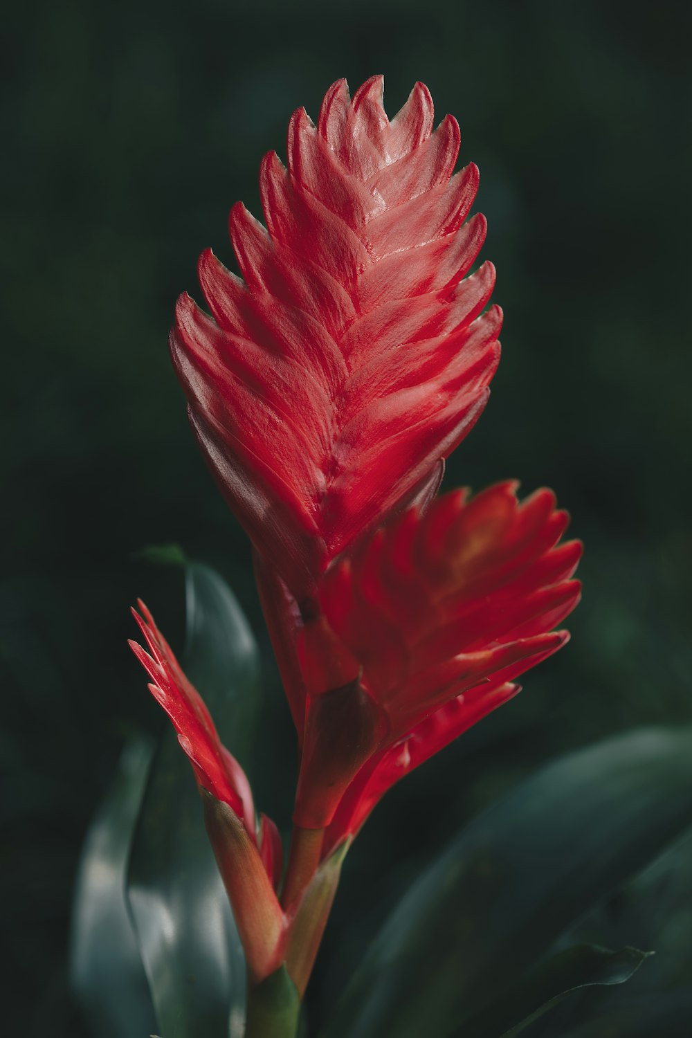 a red flower with green leaves in the background