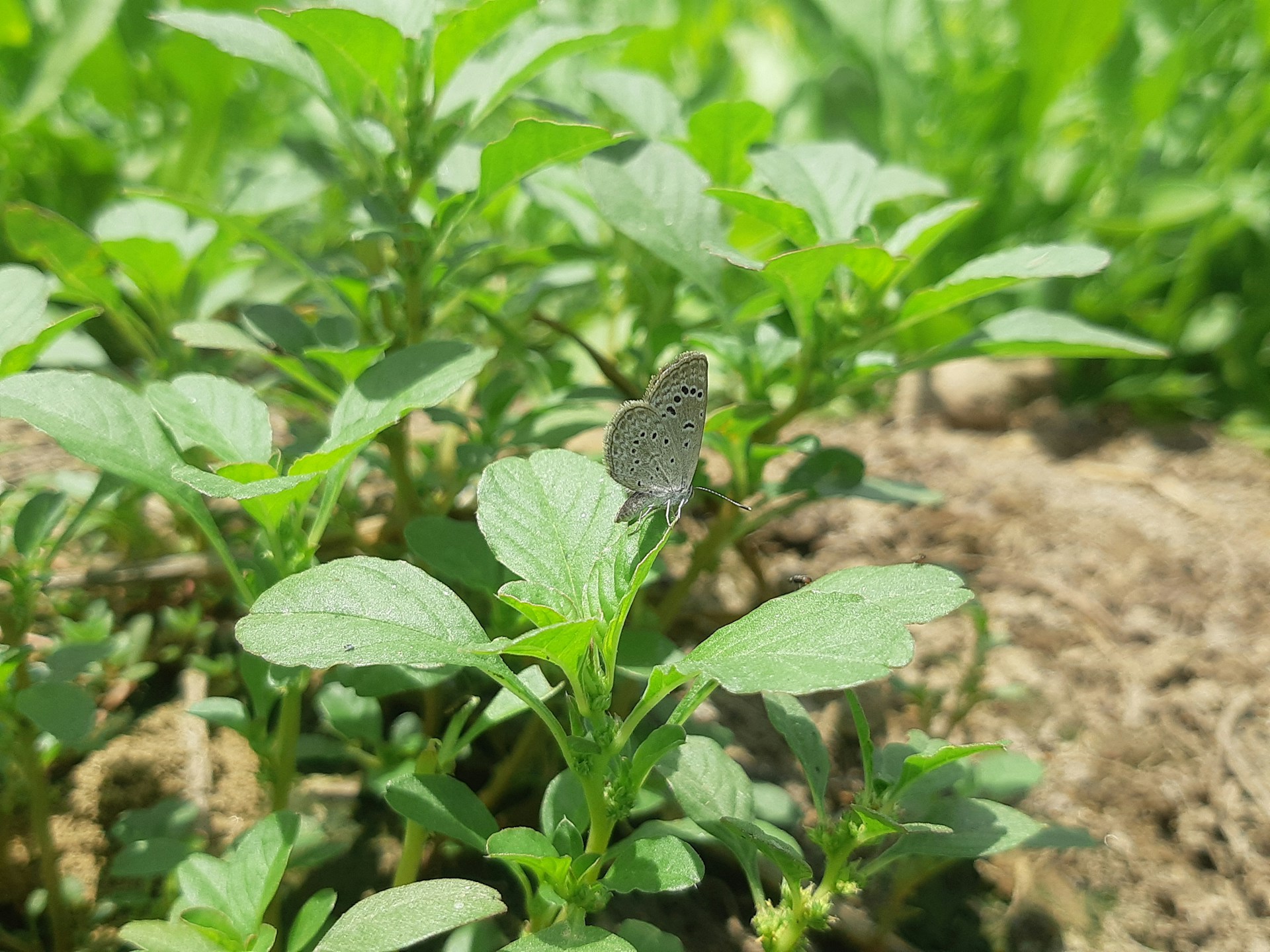 A delicate butterfly in shades of gray, embodying metamorphosis and rebirth.