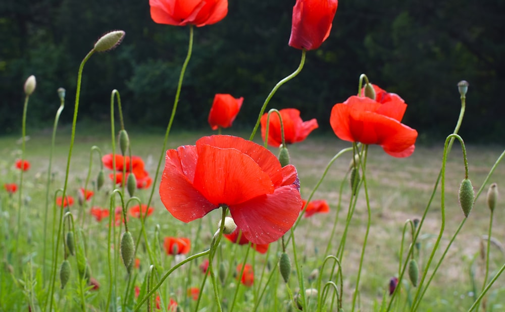 a field full of red flowers and green grass