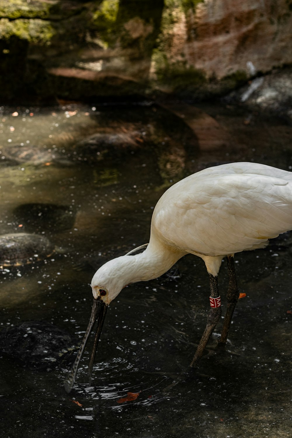 a large white bird standing on top of a body of water