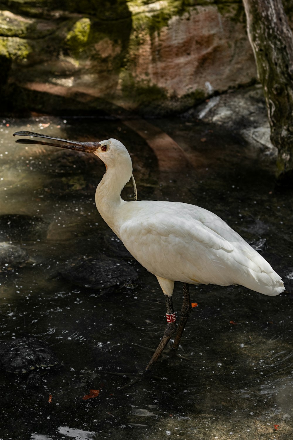 a white bird with a long beak standing in water