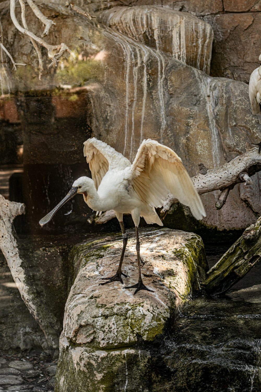 a white bird standing on a rock next to a waterfall