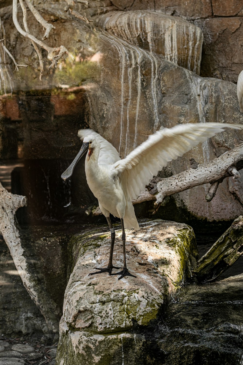 a white bird with a long beak standing on a rock