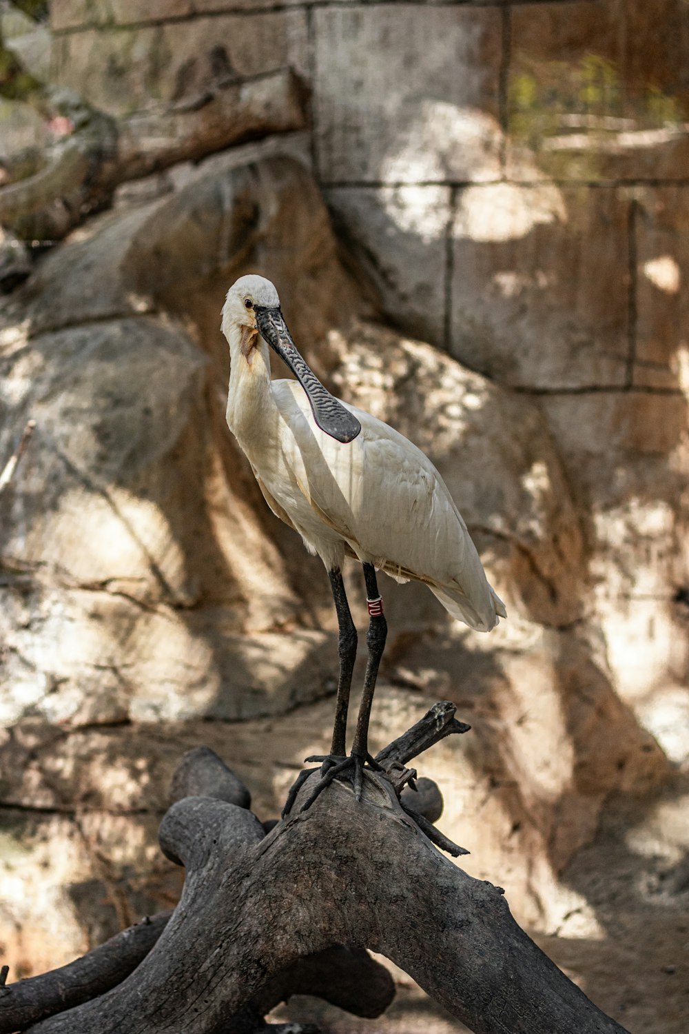 a white bird standing on top of a tree branch