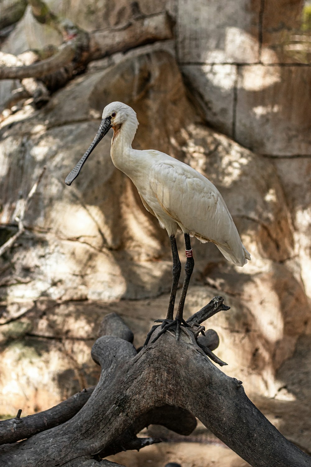 a large white bird standing on top of a tree branch