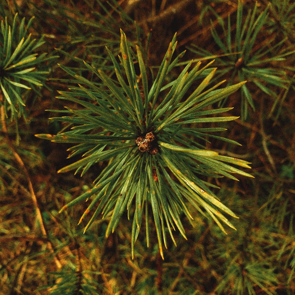 a close up of a pine tree with needles