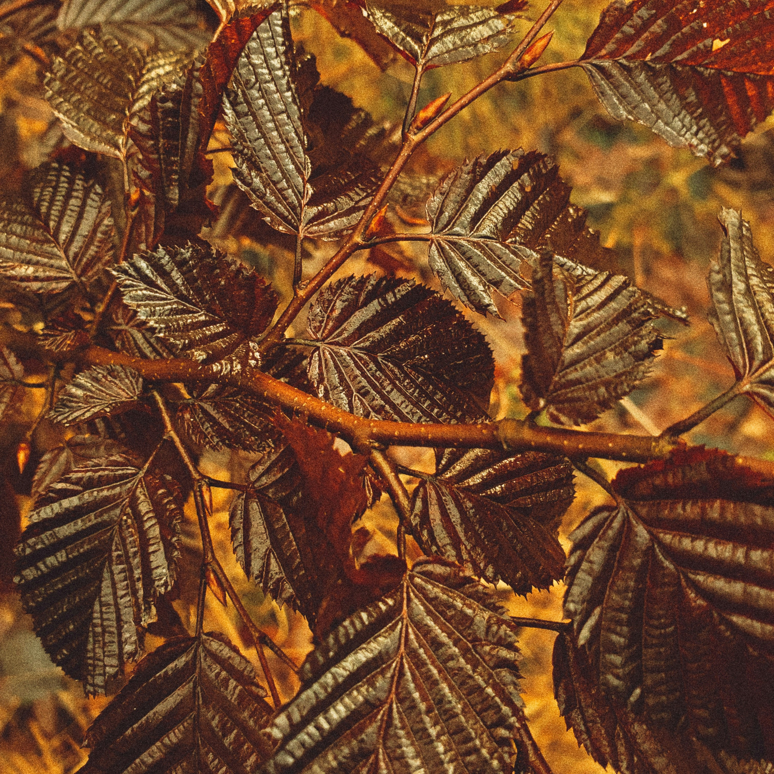 a close up of leaves on a tree branch