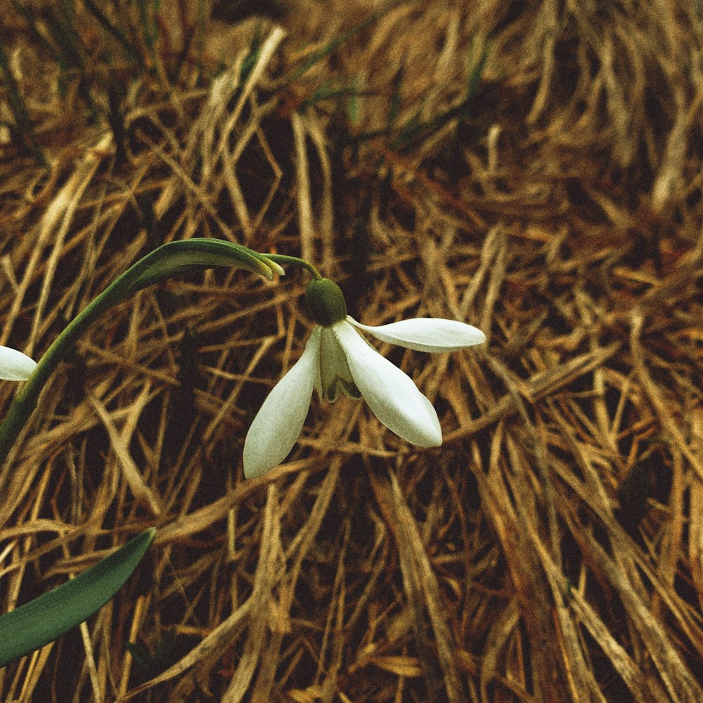 a small white flower sitting on top of a pile of hay