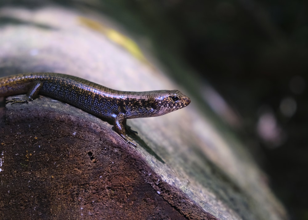 a close up of a lizard on a rock