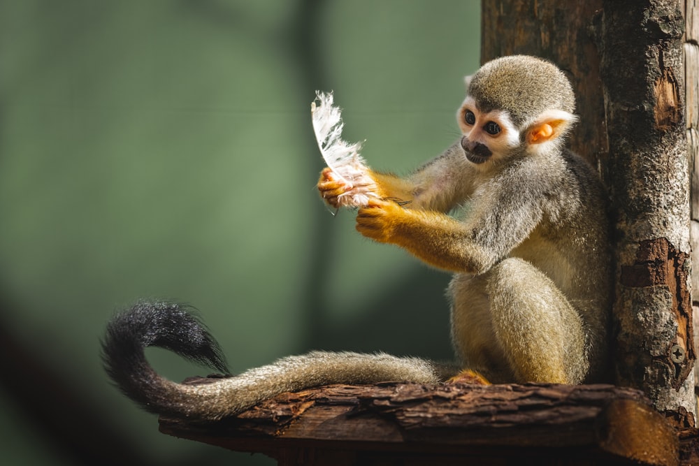 a small monkey is holding a piece of paper