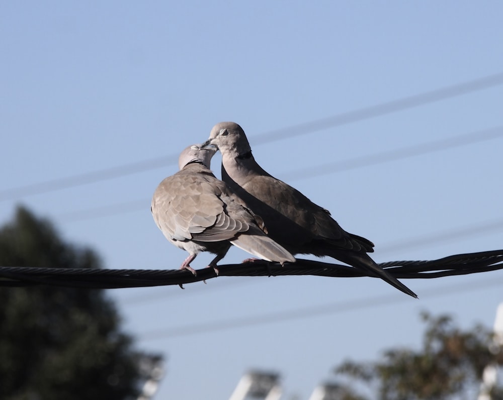 a couple of birds sitting on top of a power line