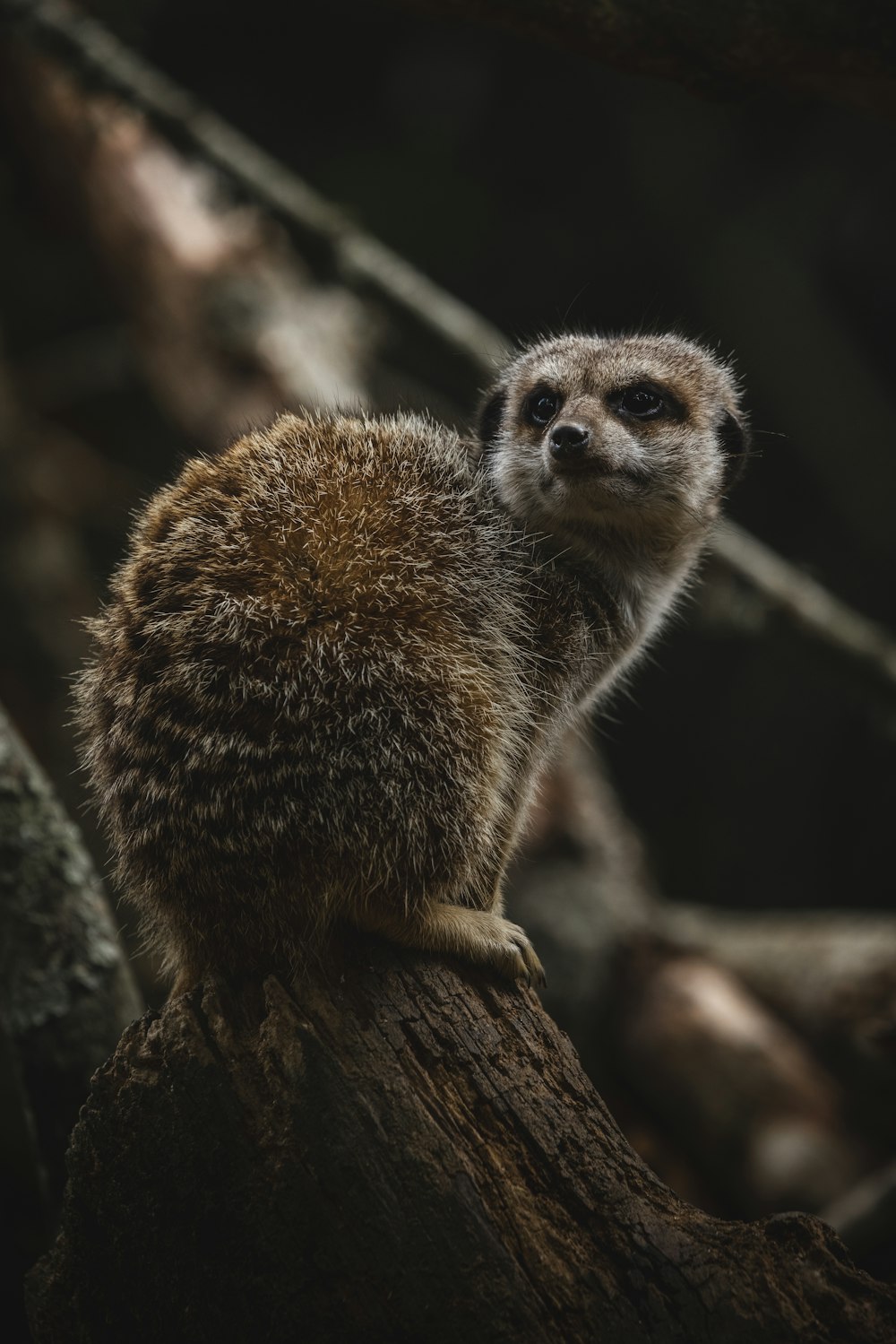 un suricate assis au sommet d’une branche d’arbre