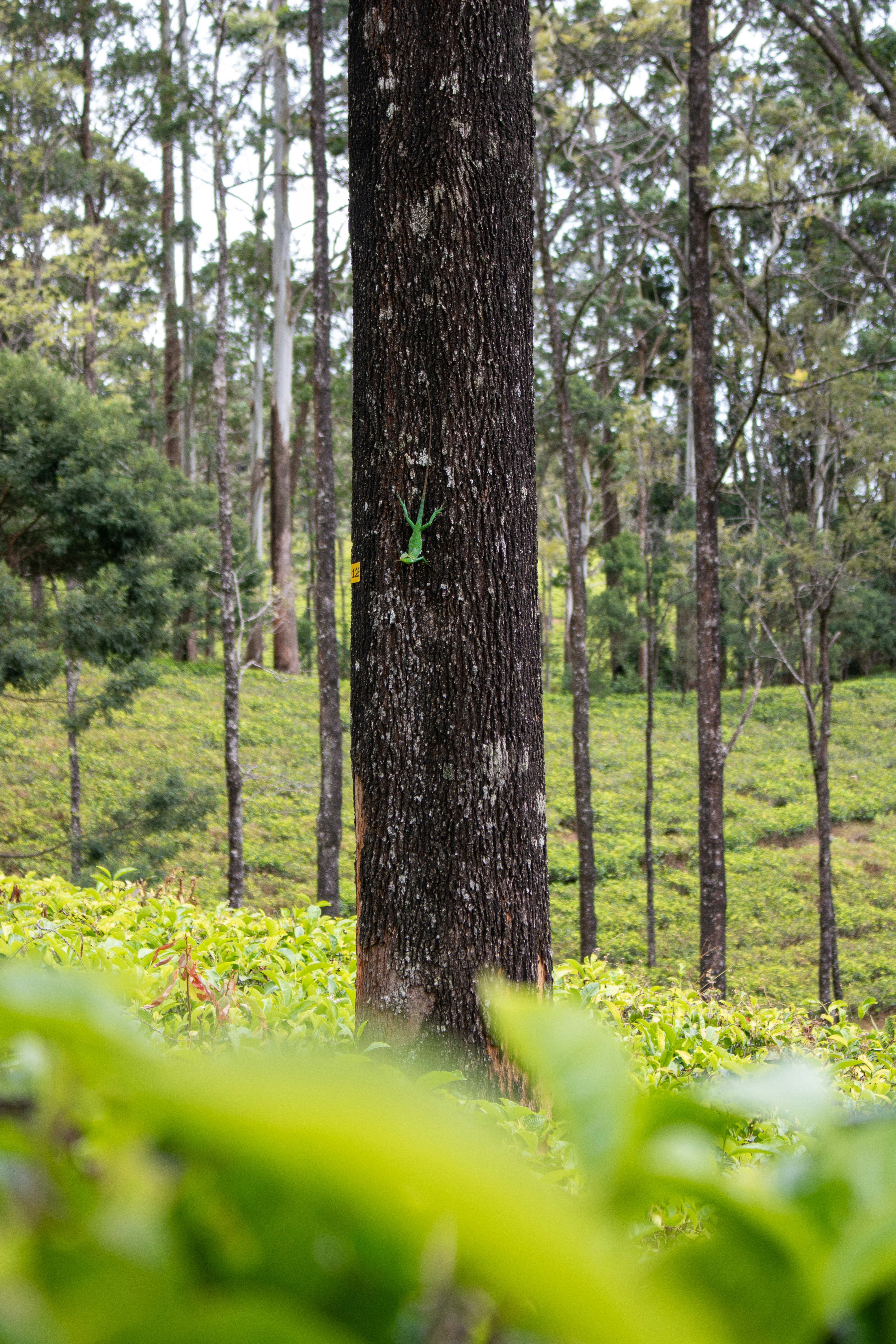 a tree in the middle of a forest