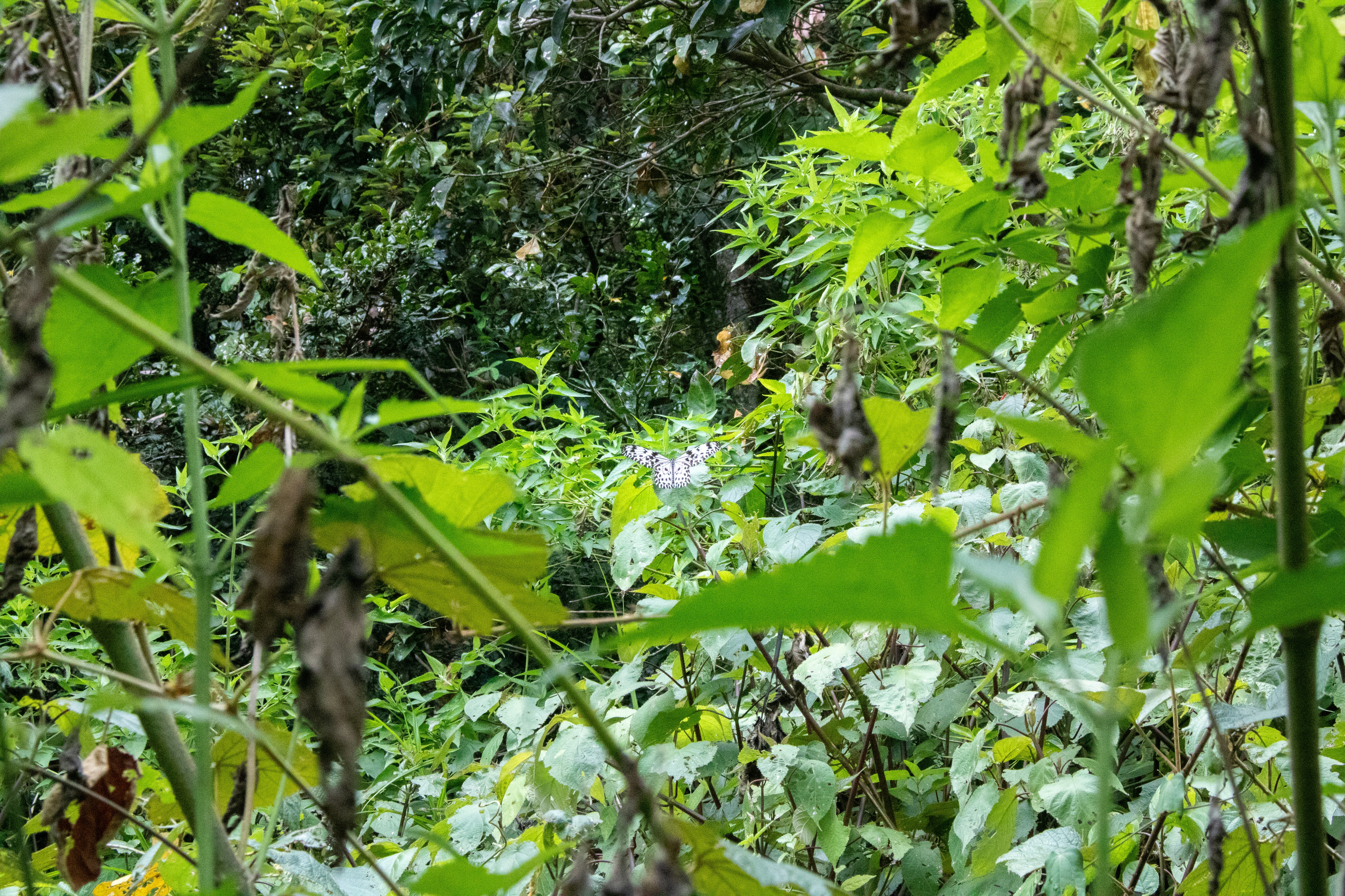 Photo by diegomattevi