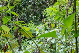 A dense, vibrant green forest is filled with various types of foliage and plants, with some leaves appearing to be decaying or drying. The lush vegetation suggests a thriving ecosystem, with a mix of different shades of green dominating the scene.
