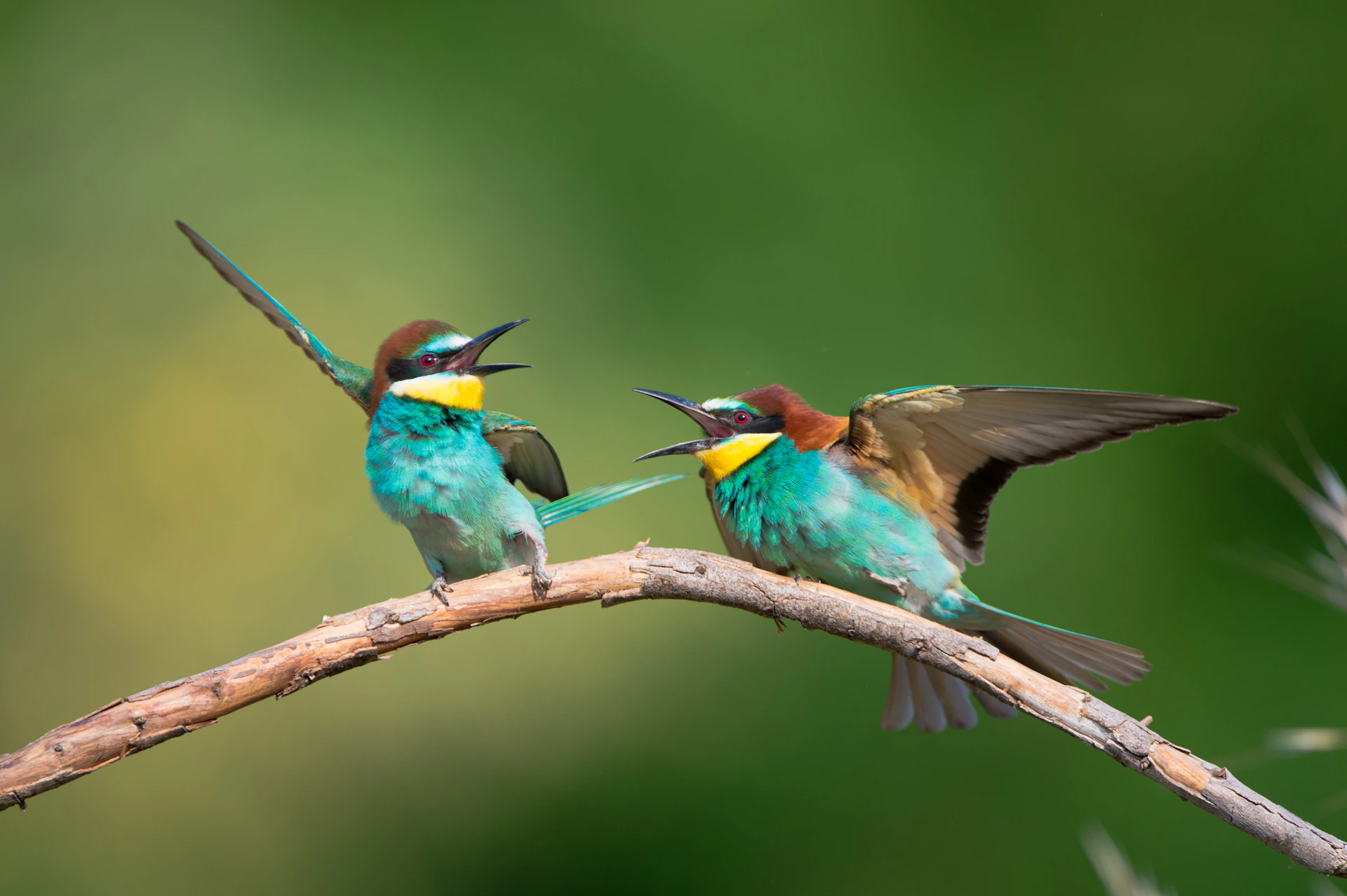 a couple of birds sitting on top of a tree branch