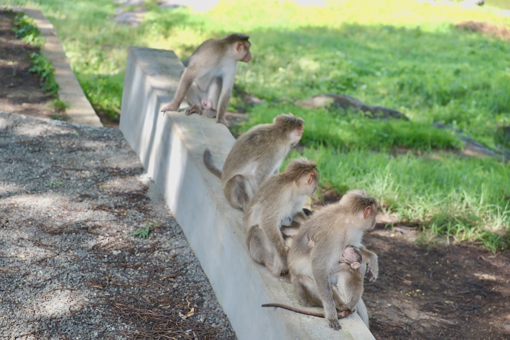 a group of monkeys sitting on top of a cement wall
