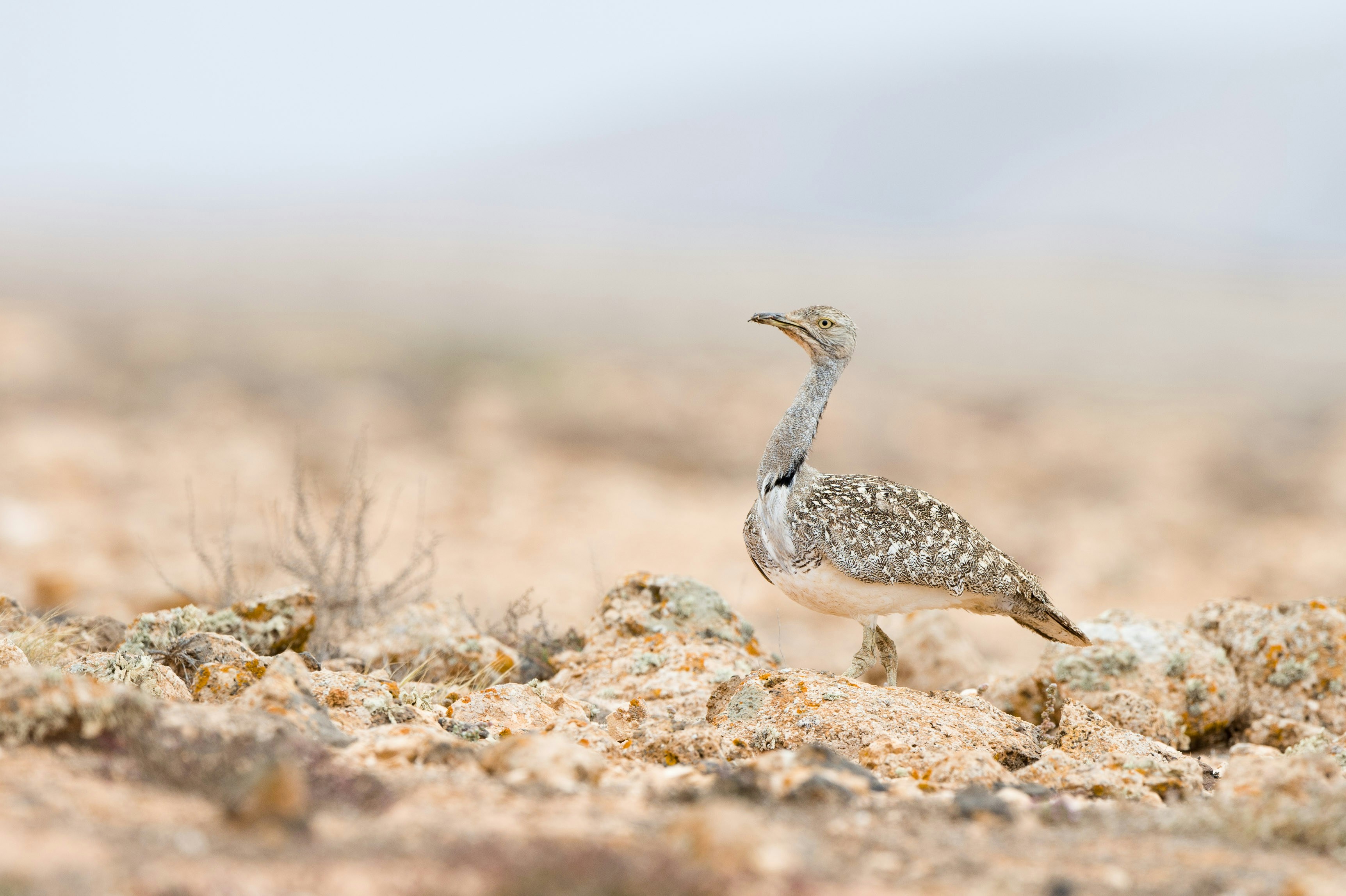 Photo by pierangelo_bettoni