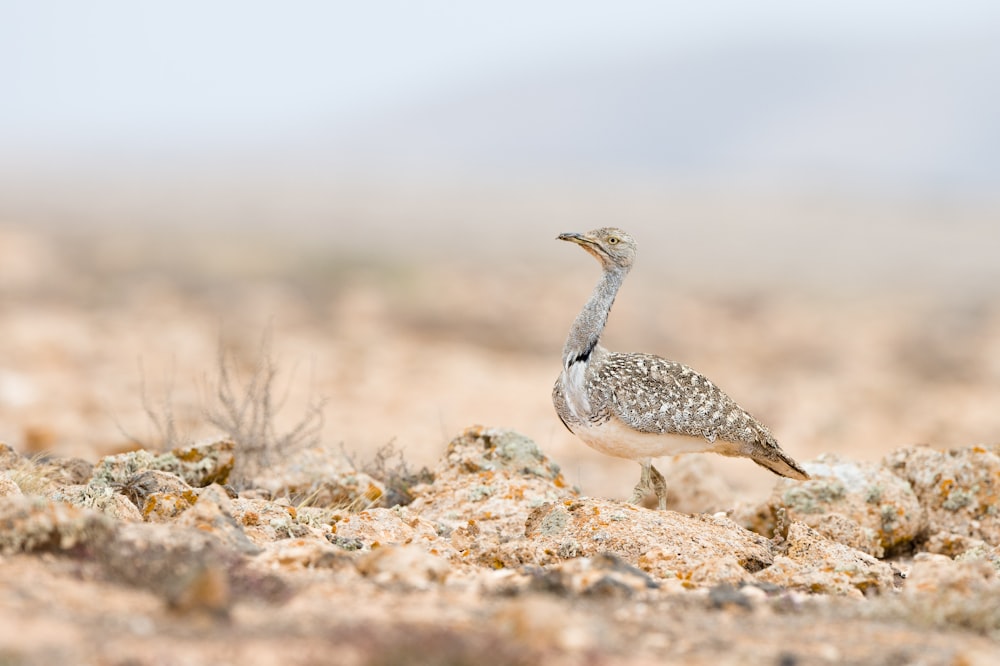 a small bird standing on a sandy ground