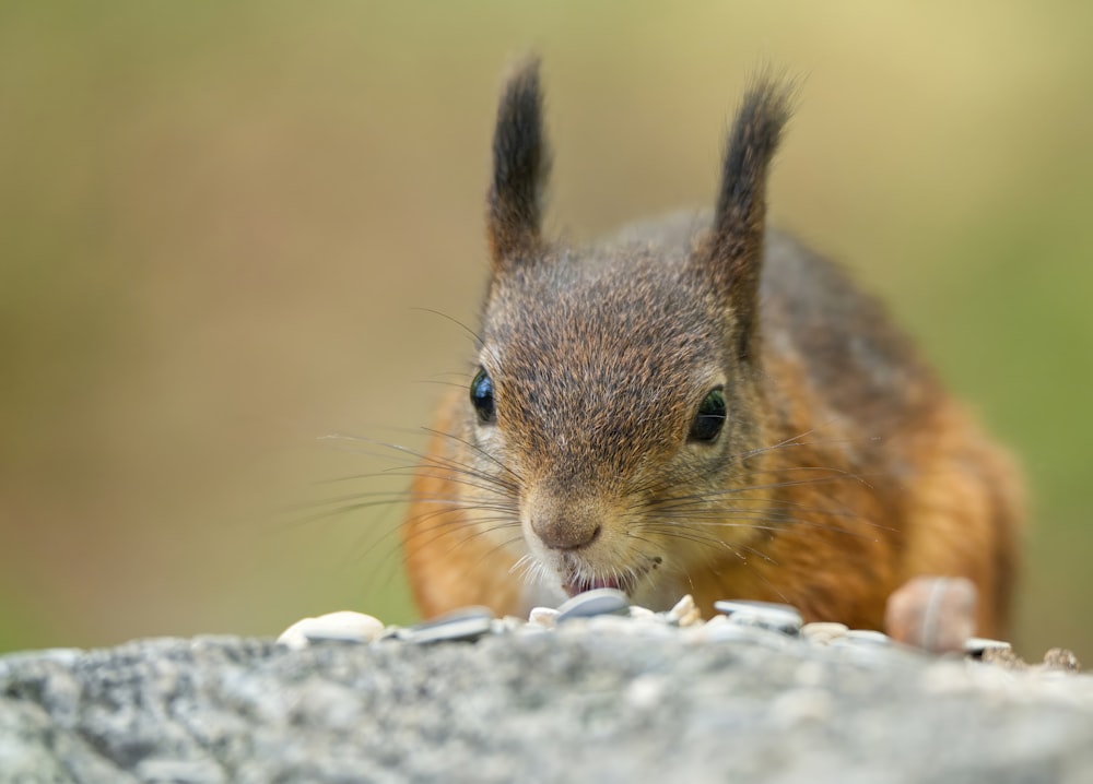 a close up of a squirrel on a rock