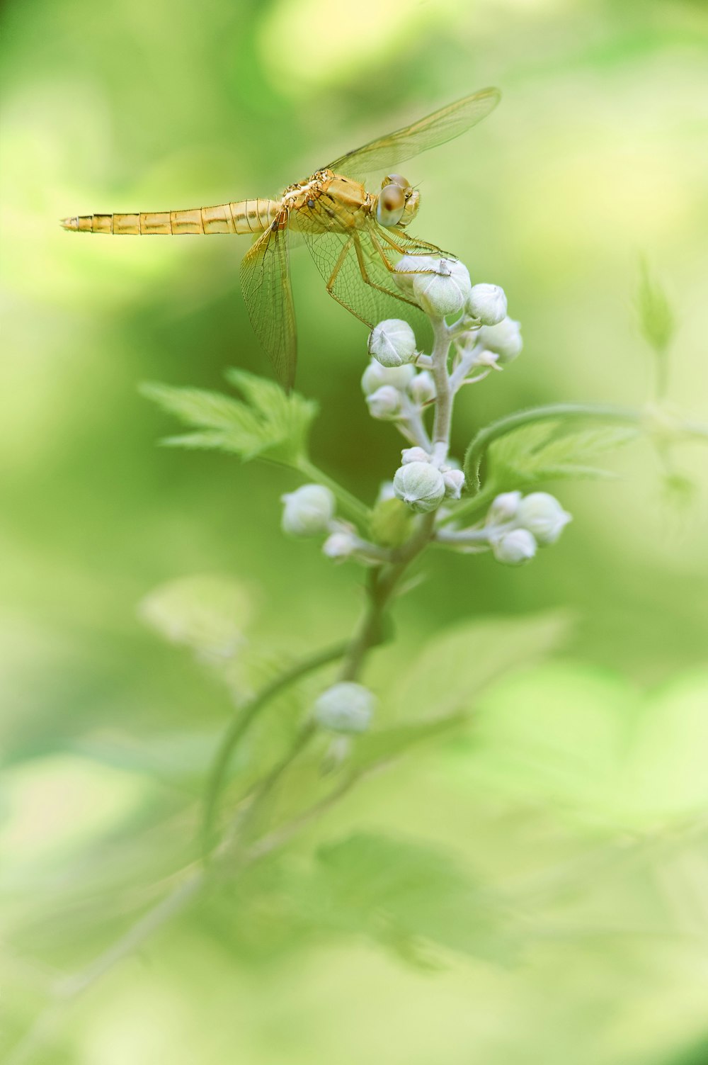 a yellow dragonfly sitting on top of a white flower