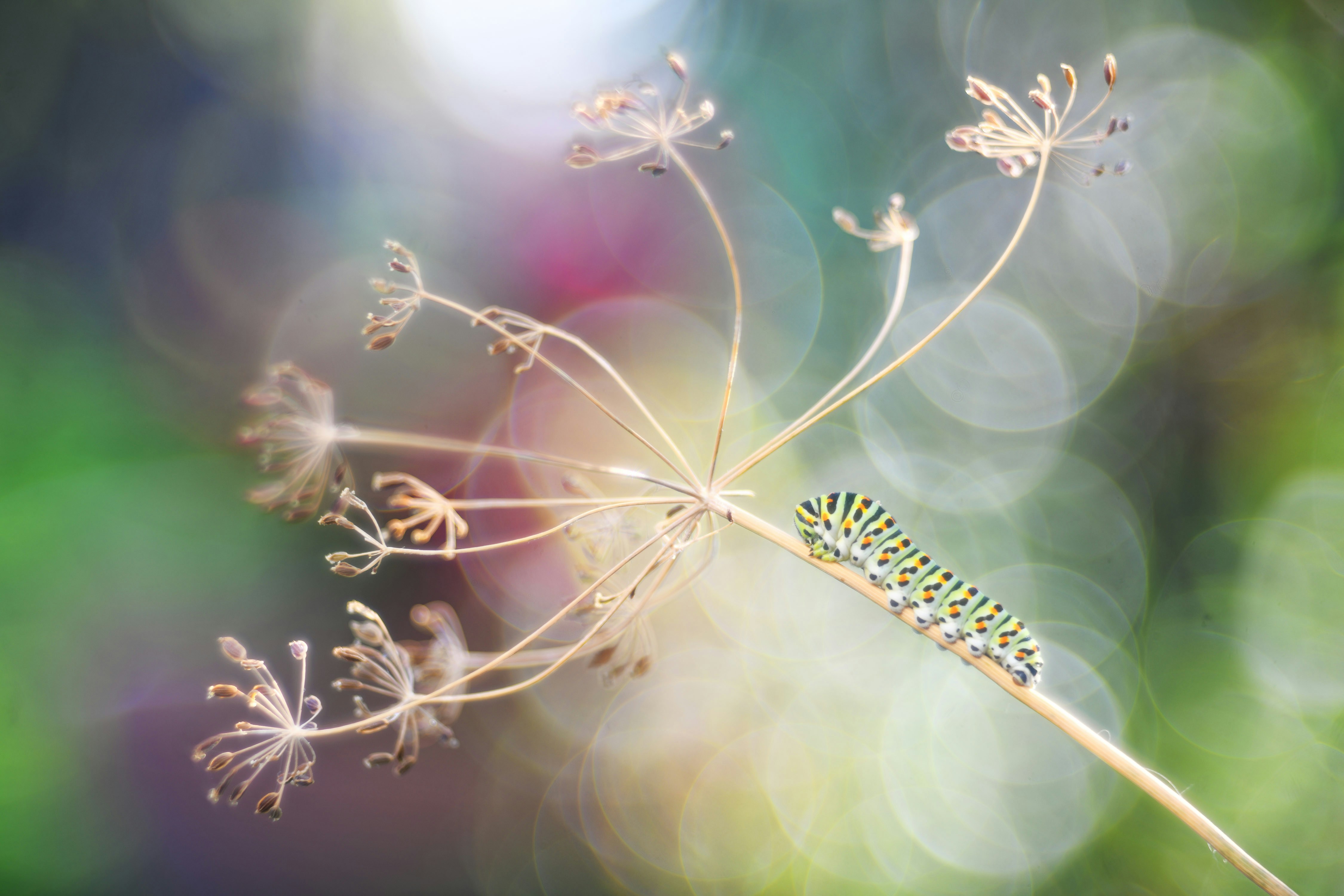 Photo by pierangelo_bettoni